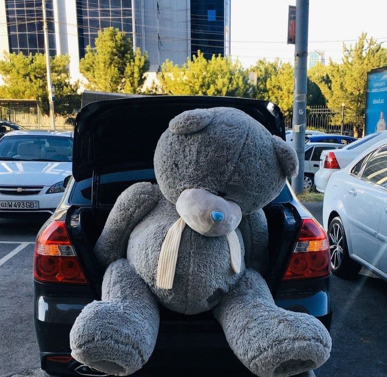 Ayiq teddy Teddy — 5