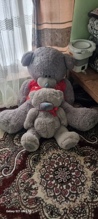 Tedy 1.5 m dogi yuq — 2