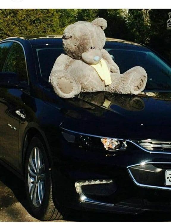 Teddy Teddi Teddiy yumshoq o'yinchlar — 3