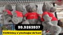 Teddi Bear Tedi ayiqchalar ayiq Razmerga qarab