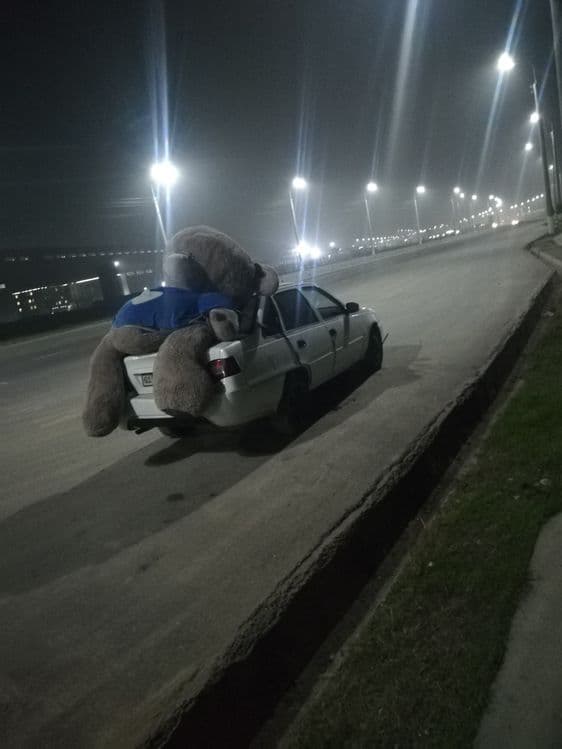 Teddiy kottasi yangidak turpti — 2