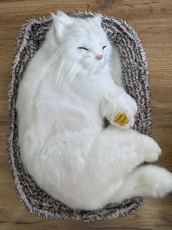 Котики для автомобиля