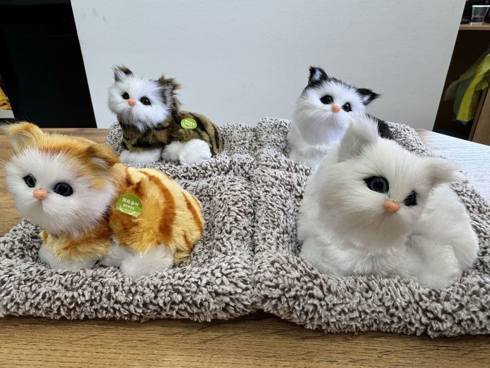 Котики для автомобиля — 2