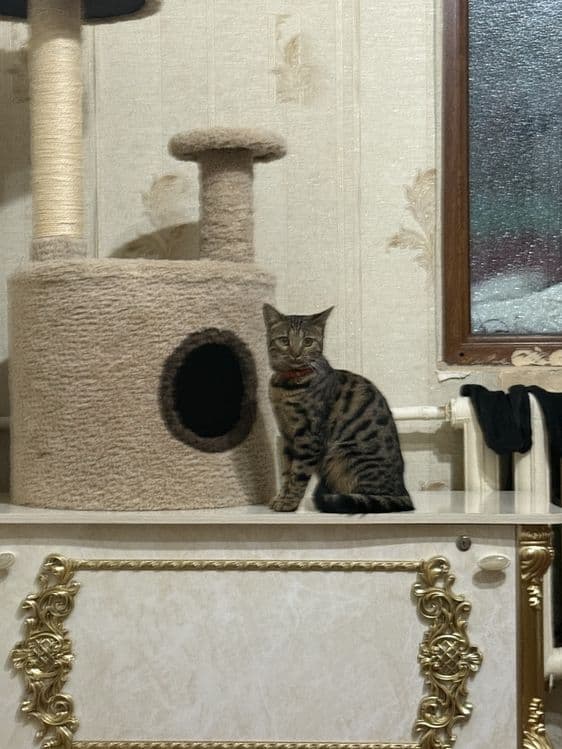 Продаёться домик для кошек . — 7