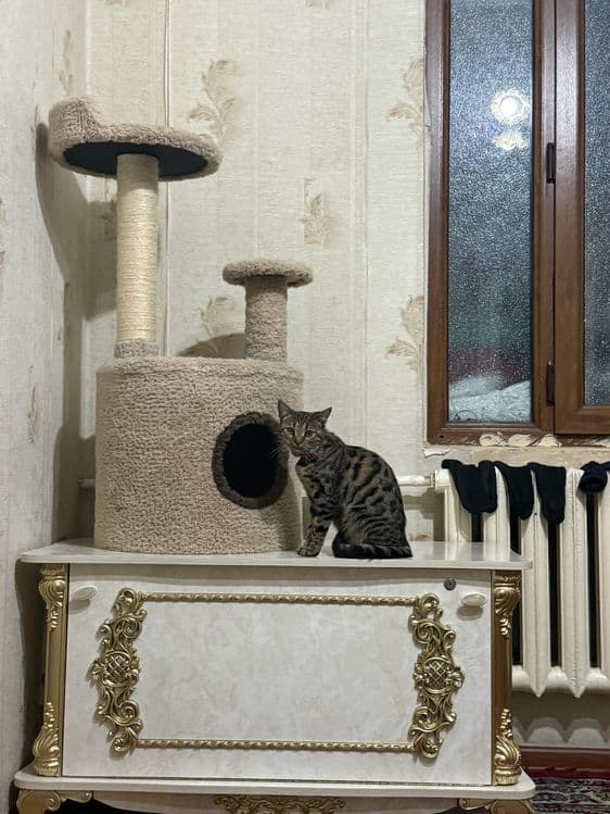 Продаёться домик для кошек . — 8