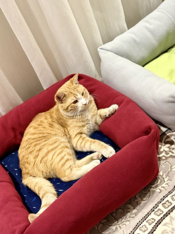 Зоомагазин Лежаки Домики Воротники Игрушки Кормы Лакомства — 5