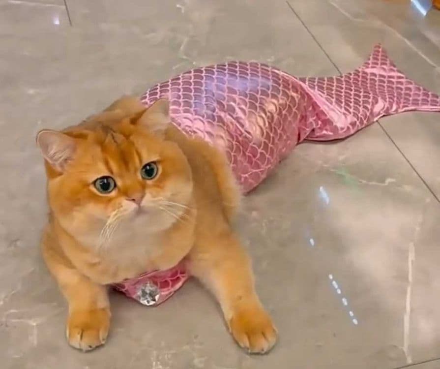 Костюм купальник русалки для кошек — 6