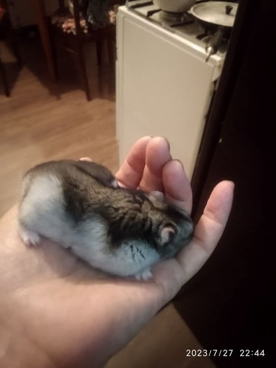 Колеса для хомячков,крыс,белок — 3