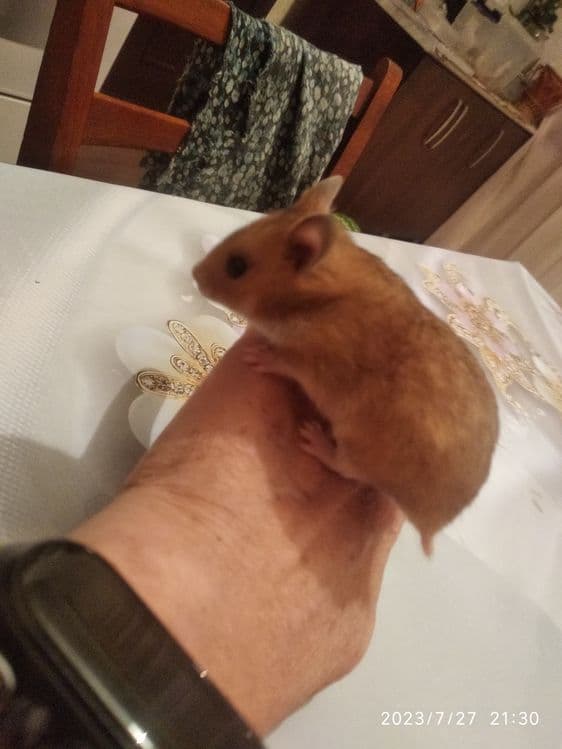 Колеса для хомячков,крыс,белок — 5