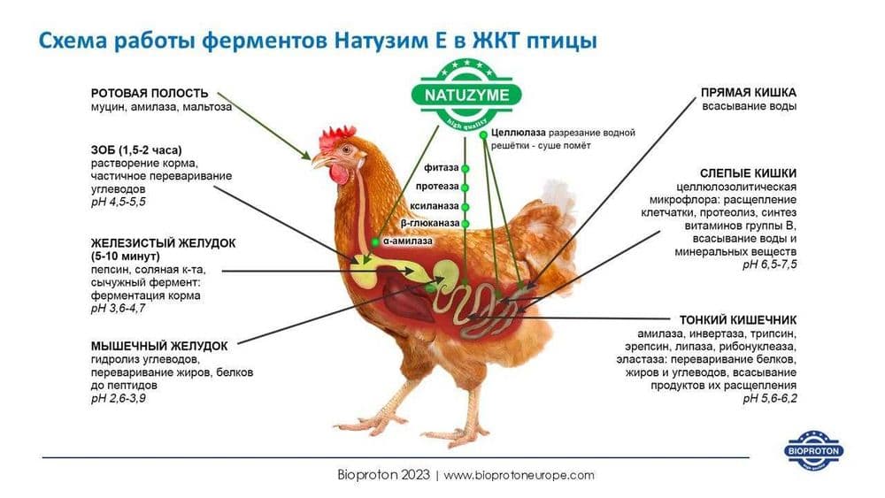 Кормовые добавки для птицеводства — 2