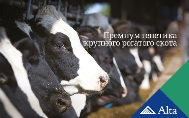 Семя для КРС Naslli qoramollar uchun urug‘lar — 8
