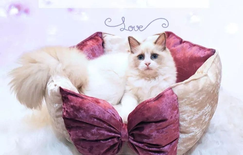 Лежанка для кошек и собак в наличии — 5
