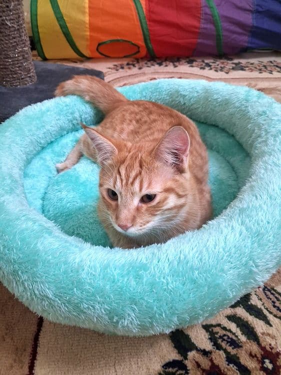 Лежанка для кошек — 8