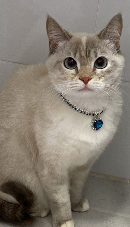 Новый ошейник с камнями для кошек и собак — 2