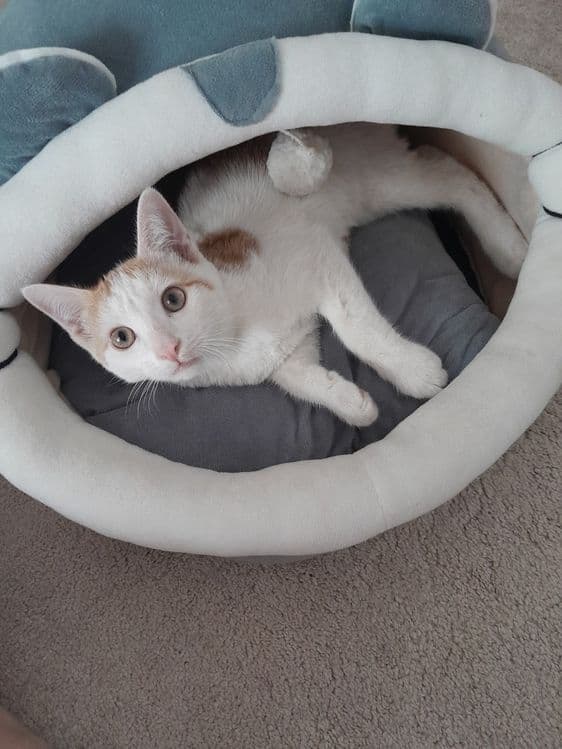 Домик новый для котят — 2