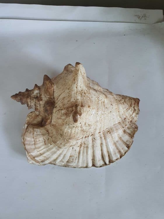 Большая Морская Ракушка с карибского моря — 1