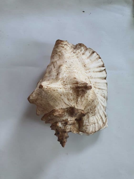 Большая Морская Ракушка с карибского моря — 3