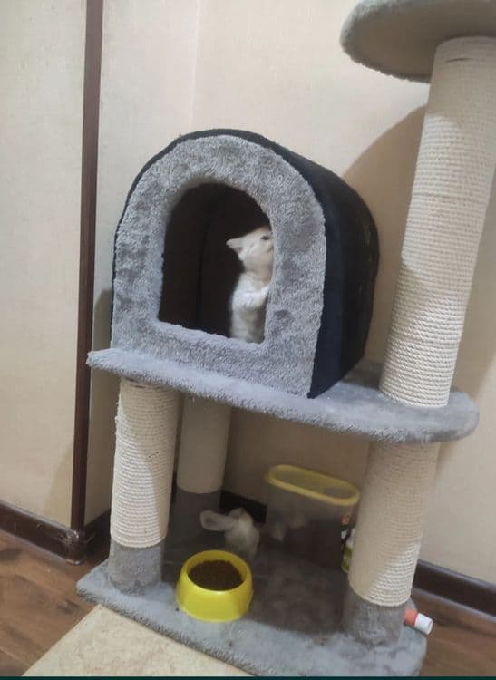 Когтеточки на заказ для кошек — 2
