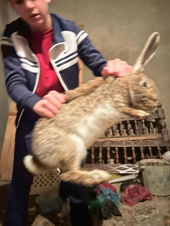 Кролики бельгийский великан ,девочка-мальчик — 5