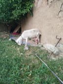 Takala sotladi zanen echkilani bolas yaxw sutli echkila narhi 1.5 mlnd