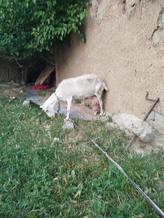 Takala sotladi zanen echkilani bolas yaxw sutli echkila narhi 1.5 mlnd