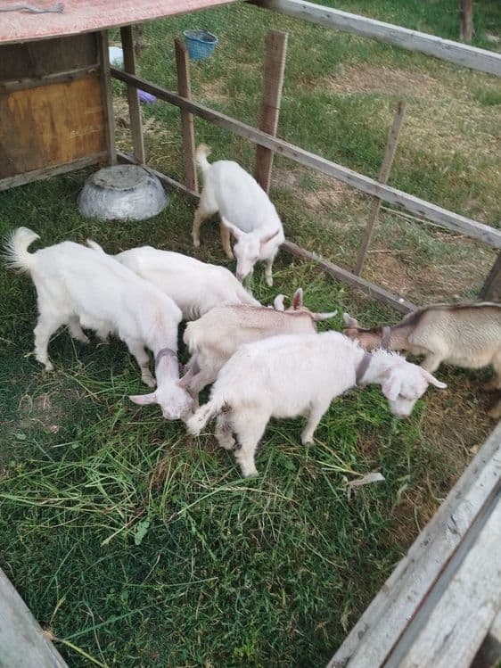 Takala sotladi zanen echkilani bolas yaxw sutli echkila narhi 1.5 mlnd — 4