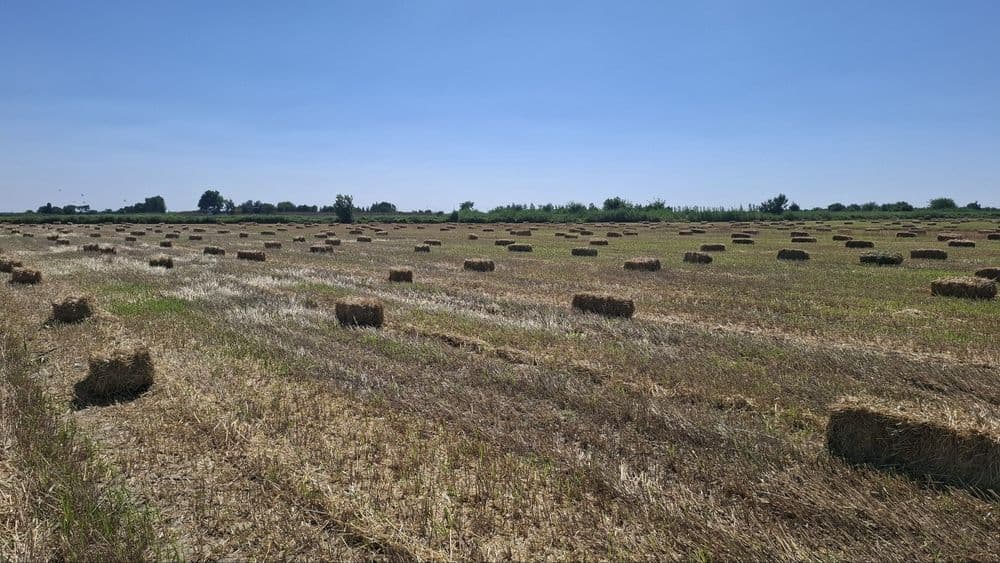 Бугдой самон прес Бухоро Ромитан — 1