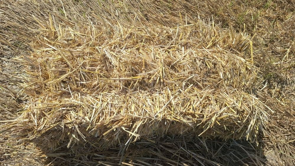 Бугдой самон прес Бухоро Ромитан — 2