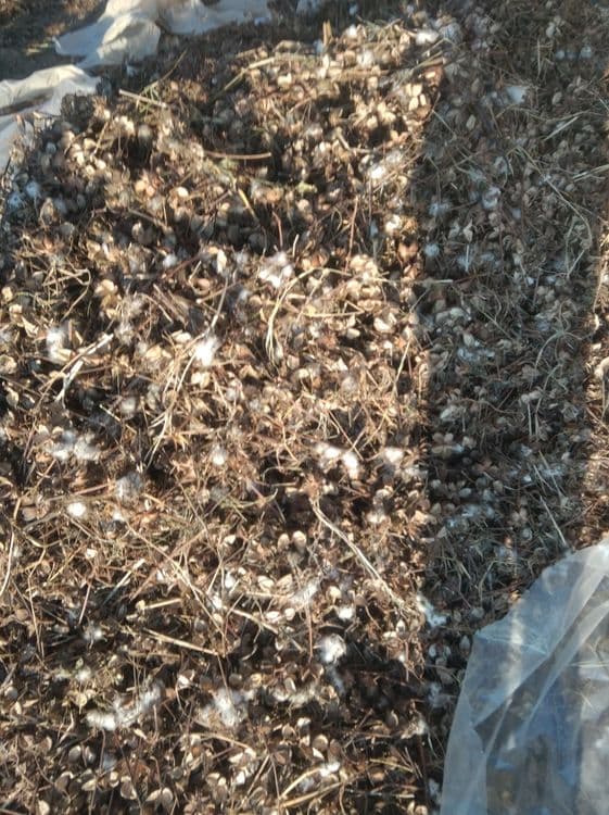 Чангалок пахта аралаш — 3