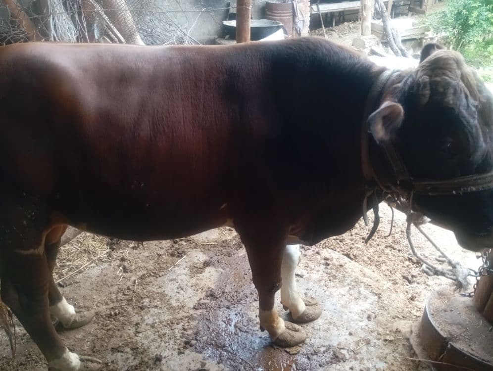 Qora mol 220 kilo — 5