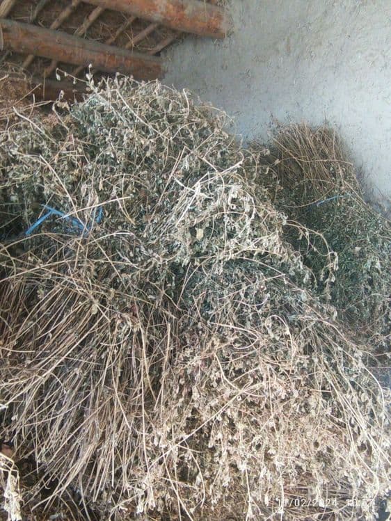 Arzon beda mol òt беда ут арзон бухоро ромитан — 5