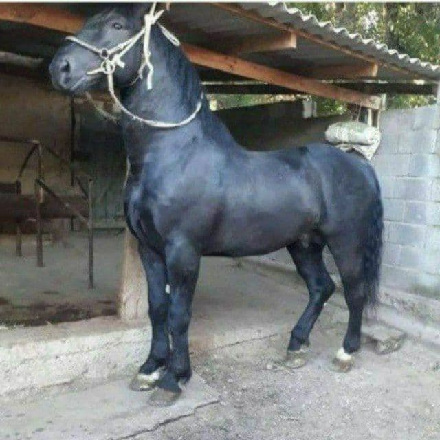 Новқа эгарлар бор сотилади — 1