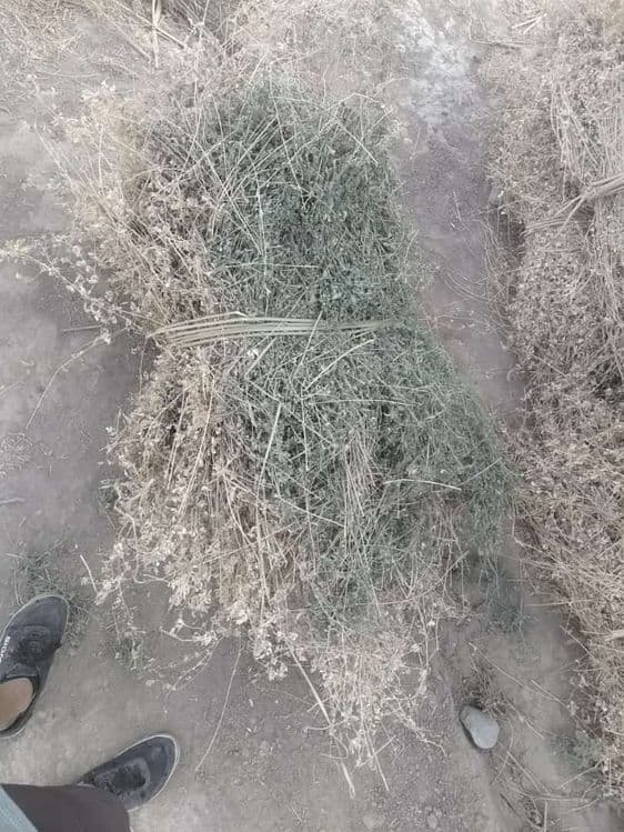 gul beda    jungʼichqa  beda — 3