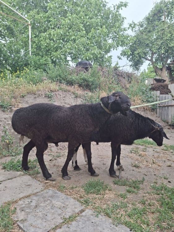 Qurbonlik uchun Qo’ylar — 3