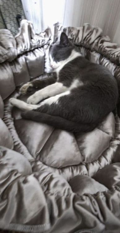Лежанки для кошек. Большое — 1