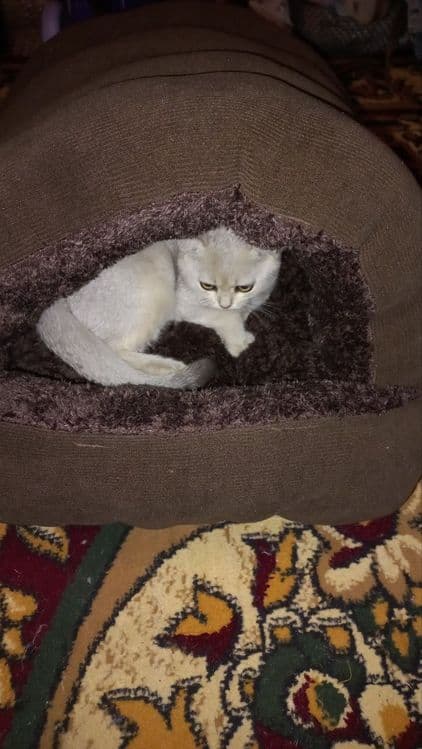 Домики для кошек и собак — 4