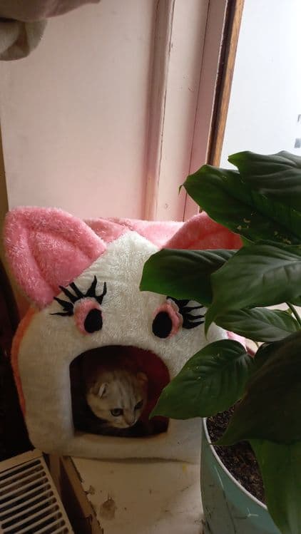 Домики для кошек и собак — 7
