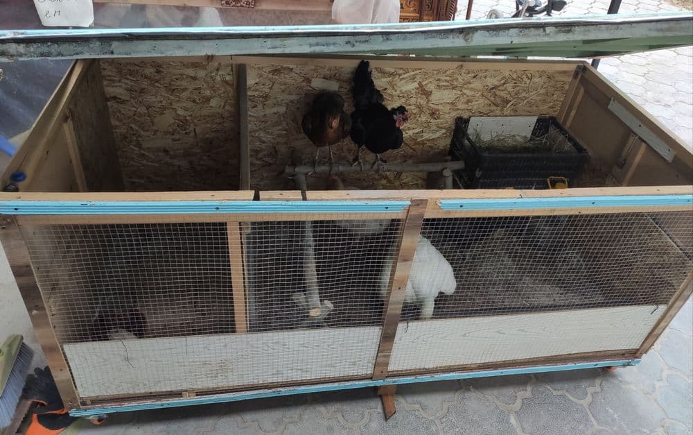 Tovuq katak balonli. Damawni tovuq va jojalari bilan. — 7