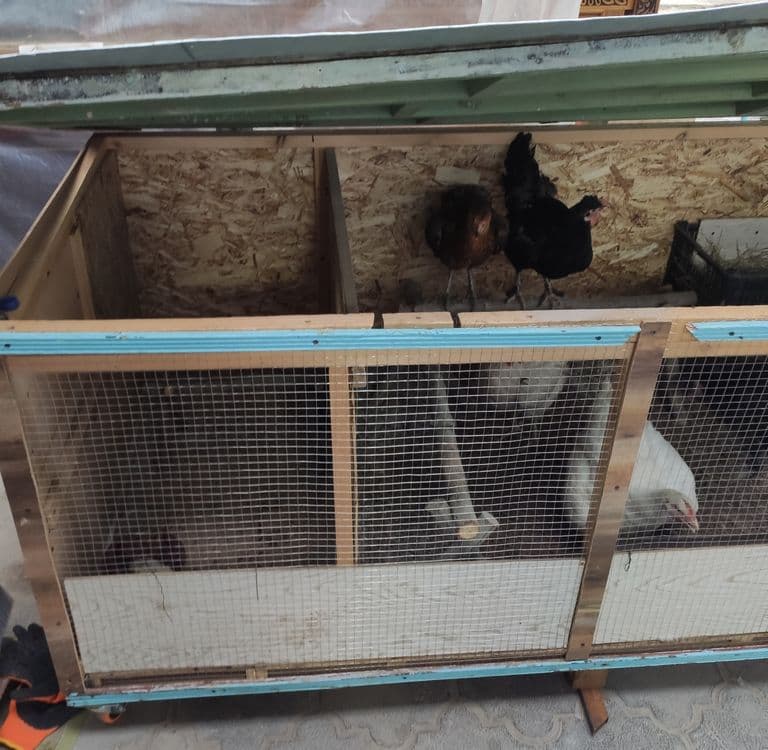 Tovuq katak balonli. Damawni tovuq va jojalari bilan. — 9