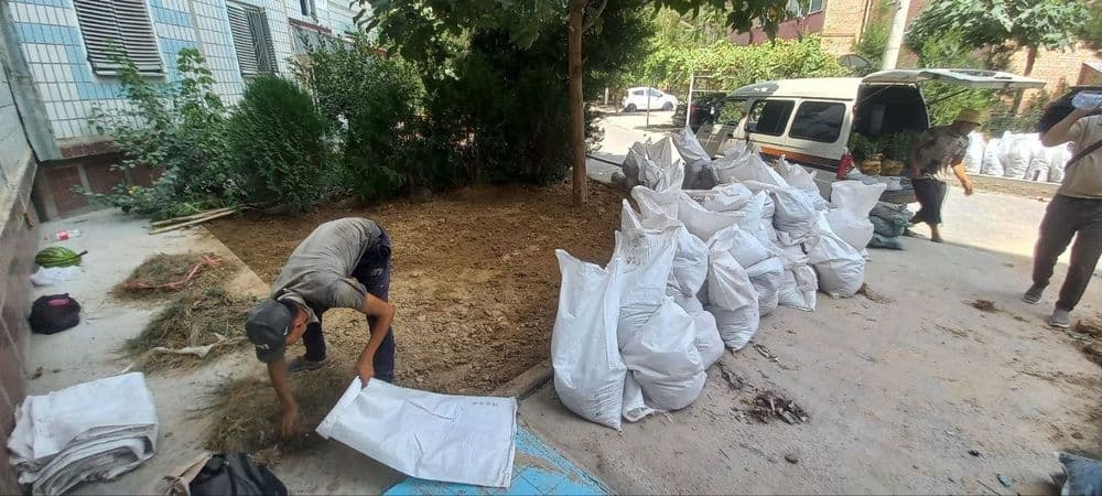 Gazon rulonniy газон рулонные и  посевной — 3