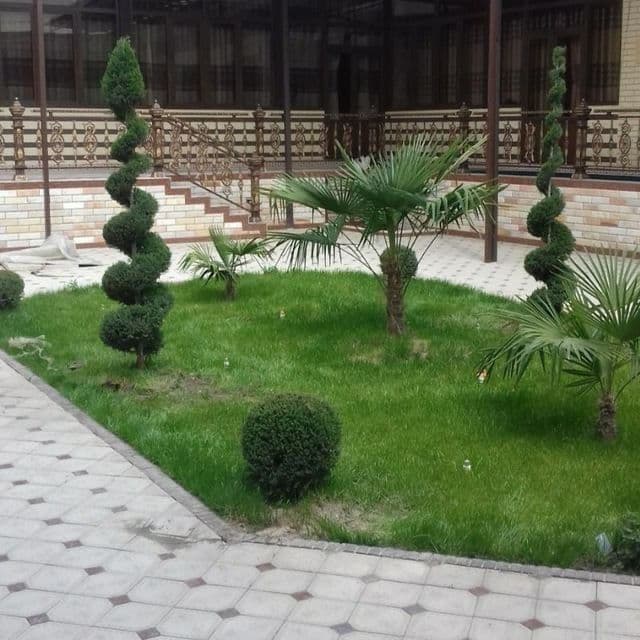 Gazon ekish xizmati archalarga shakl berish — 5