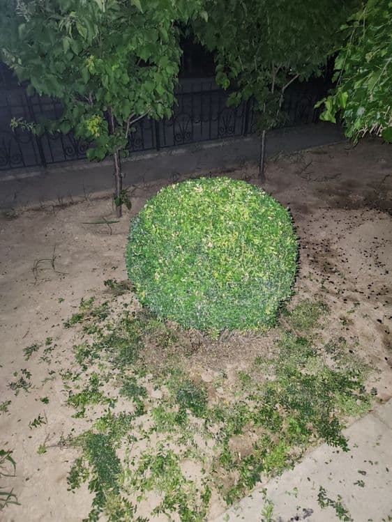 Gazon ekish xizmati archalarga shakl berish — 6