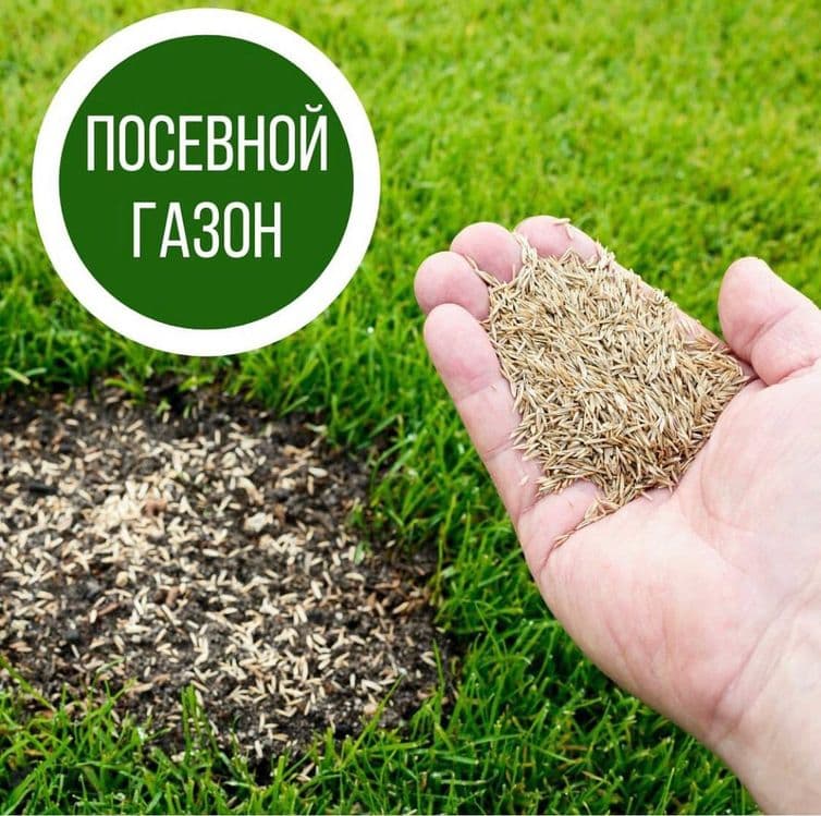 газон рулонный или посев с гарантией 100% — 3