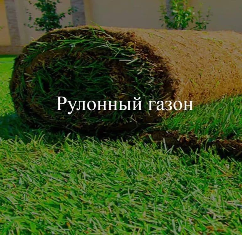 газон рулонный или посев с гарантией 100% — 4