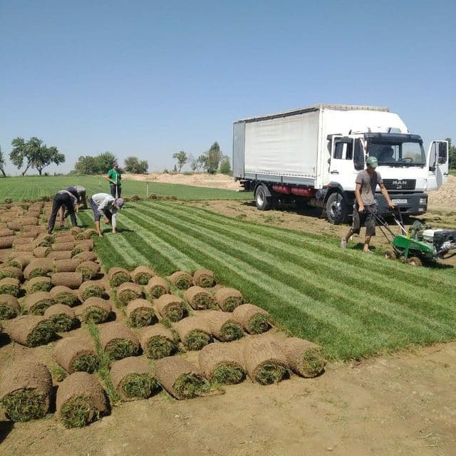Готовые рулонные газоны. — 7