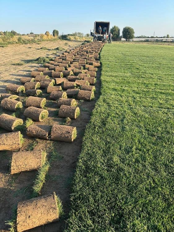 Газон таййор рулон полив установка — 2
