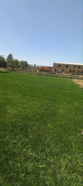 Tayyor gazon    sotiladi — 6