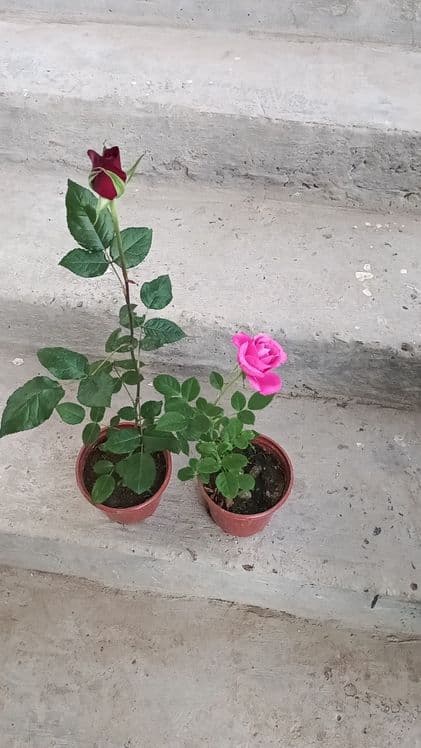 Atirgul ko'chati — 2