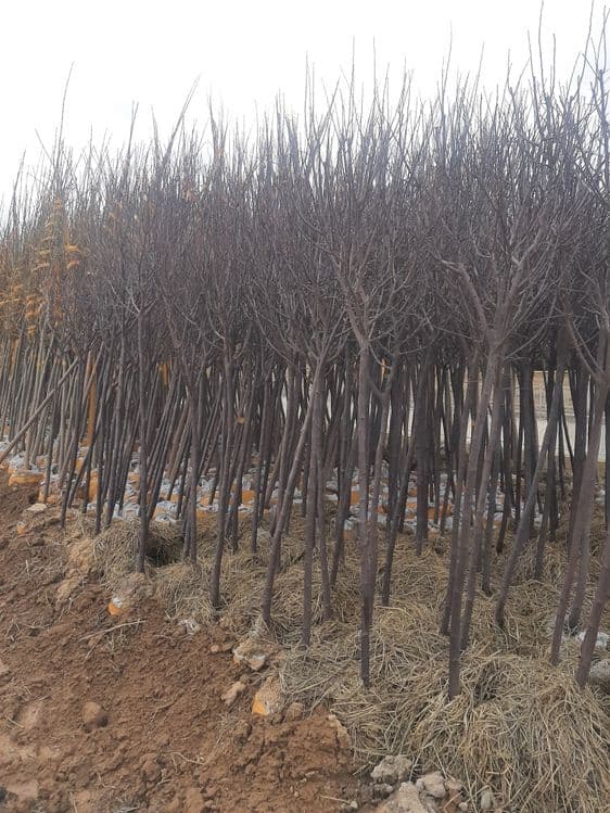 Manzarali daraxt ko'chatlari — 6