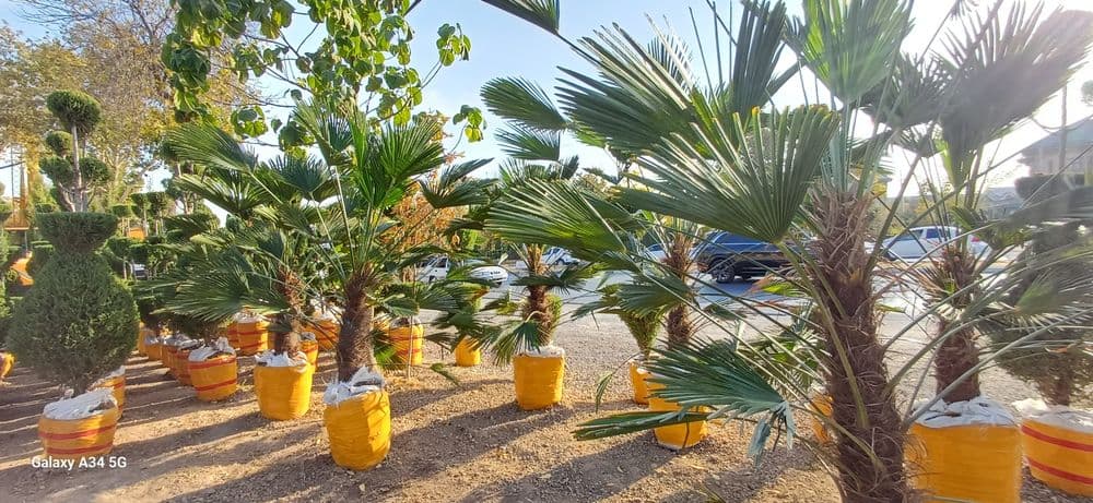 Туркиядан келтирилган аризониски кипарис арча кучатлар бор — 2
